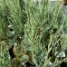 Borievka viržínska (Juniperus virginiana) ´BLUE ARROW´ – výška 50-80 cm, kont. C3L 